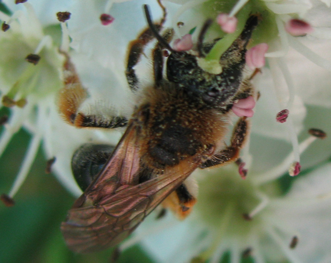 Andrena sp